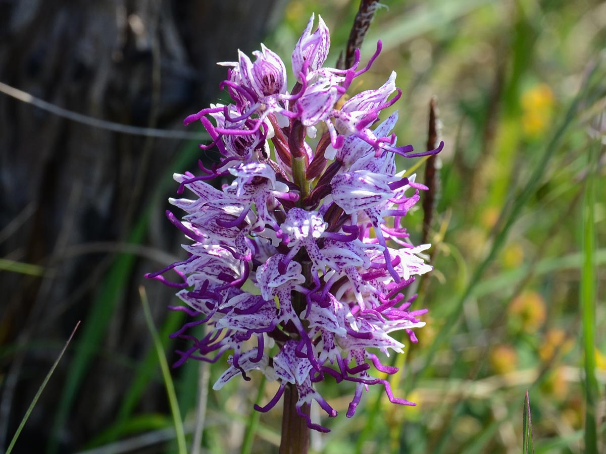 Orchis simia